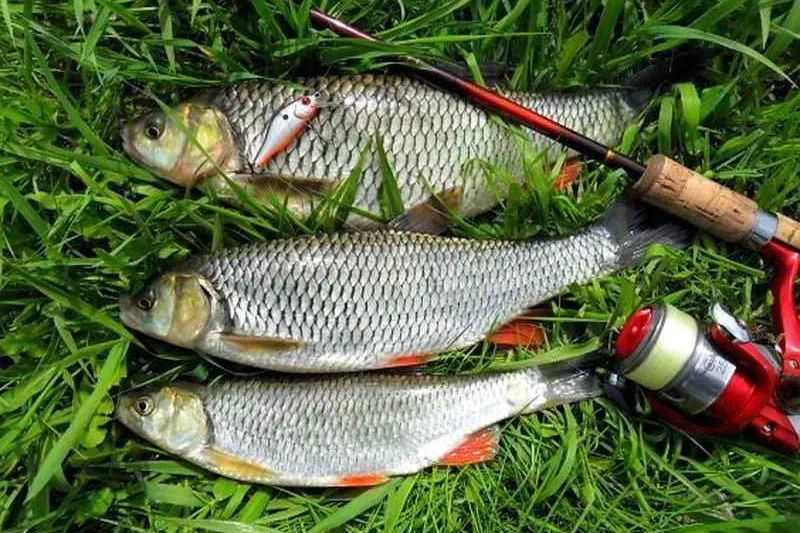 Голавль на спиннинг приманки – полезная информация для рыболовов