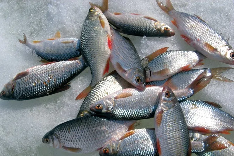 Зимний прикорм для плотвы – секреты эффективной рыбалки на зимней реке
