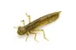 Силикон FishUP Dragonfly 1.2" (10шт/уп), цвет: 074 - Green Pumpkin Seed