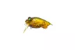 Воблер Megabass Baby Griffon Trout 38F 5.3г, цвет: KARE HOUSHI